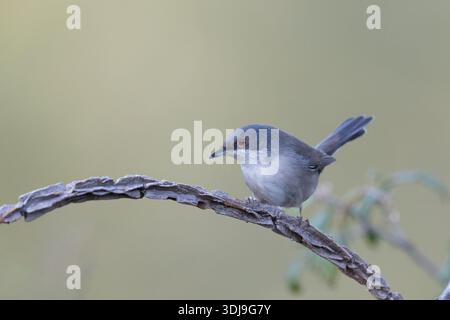 Weibliche Sardinierin, die auf einem trockenen Ast sitzt. Stockfoto