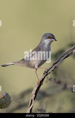 Weibliche Sardinierin, die auf einem trockenen Ast sitzt. Stockfoto
