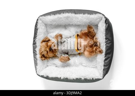 Gemütliches, winziges Yorkshire-Terrier-Welpe schläft auf dem Rücken in einem Bett zu Hause, weißem Hintergrund. Ansicht von oben nach unten. Leeres Leerzeichen für Text Stockfoto