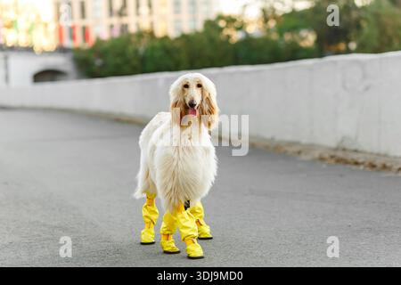 Fröhlicher Golden Doodle Hund in Stiefeln, der in einem sonnendurchfluteten Park draußen spaziert. Der Hund sieht glücklich und entspannt aus, mit einem farbenfrohen Hintergrund aus Grün und Rot Stockfoto
