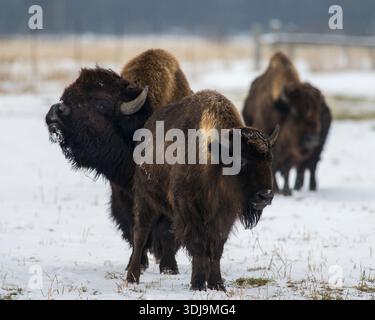 Amerikanische Bisons stehen im Winter auf einem verschneiten Feld, ihre dicken Felle waren mit Frost in einer ruhigen Prärielandschaft bedeckt. Stockfoto