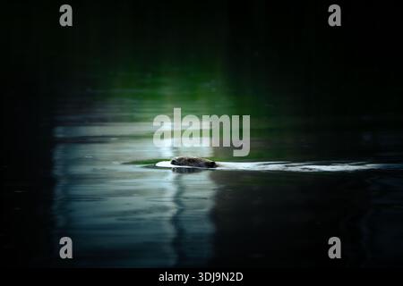 Eurasischer Biber (Castor Fiber) schwimmt in einem dunklen Fluss in der Dämmerung, Kopf sichtbar über Wasser mit Wellen, horizontale Ausrichtung mit Kopierraum. Stockfoto