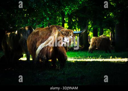 Hochlandkuh (Bos taurus taurus) leckt sich den Rücken in einem sonnendurchfluteten Wald, Niederlande, Sommer, horizontale Ausrichtung mit Kopierraum. Stockfoto
