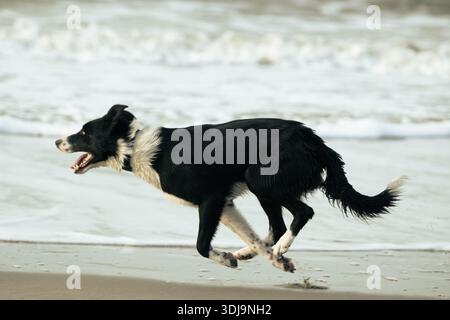 Border Collie (Canis Lupus familiaris) läuft schnell an einem Sandstrand mit brechenden Wellen, Niederlande, Sommer, horizontal mit Kopierraum. Stockfoto