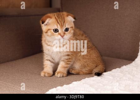 Ein Porträt eines charmanten Ingwertabby Scottish Fold Kätzchens mit gefalteten Ohren, das auf einer neutralen braunen Couch sitzt. Das Kätzchen hat einen süßen Ausdruck und BI Stockfoto