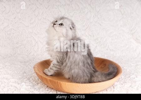 Ein entzückendes langhaariges silbernes Tabby Scottish Fold Kätzchen, das in einer runden Holzschale auf einer weißen weichen Decke sitzt und neugierig nach oben blickt. Studi Stockfoto
