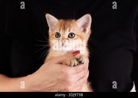 Eine Nahaufnahme eines Studioaufnahmen eines wunderschönen goldenen Tabby-Kätzchens, das sanft von einer Person gehalten wird, die ein schwarzes Hemd trägt. Das Kätzchen hat große grüne Augen und weiches Fell Stockfoto