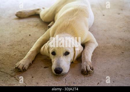 5 Monate alter Welpe, Labrador und PPSP Hundespiele. Stockfoto