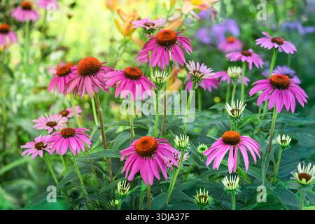 Koneflower blühen im Sommergarten. Stockfoto