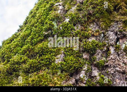 Nahaufnahme von frischem, üppigem grünem Moos (Bryophyta), das auf der Rinde eines Baumes wächst, mit Texturdetails im quadratischen Format. Stockfoto