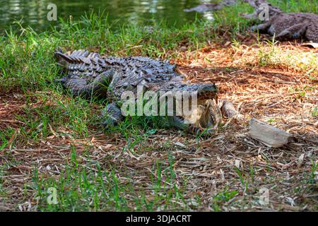 Kubanisches Krokodil, Stockfoto