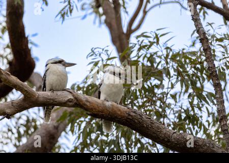 Australische Kookaburra auf einem Baumzweig, die natürliches Verhalten in einem Buschland im Freien zeigt. Stockfoto