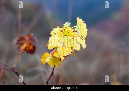 Gelbes Herbstblatt auf Weinrebe in Soft-Focus-Landschaft, saisonales buntes Laub Nahaufnahme Hintergrund Unschärfe Stockfoto