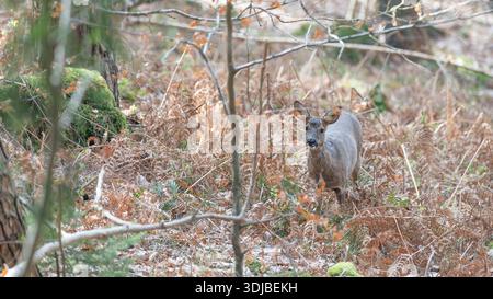 Junge Hirsche gefangen im Deutschen Wald - Jagdfoto Stockfoto
