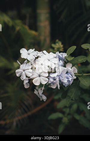 Eine ruhige Ansammlung blühender Kap-Leadwort (Plumbago auriculata) Blumen, die die ruhige Schönheit eines Sommergartens einfangen. Stockfoto