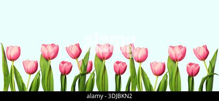 Leuchtend rosa Tulpen mit grünen Blättern bilden einen Blumenrand am Boden eines pastellblauen Hintergrunds, perfekt für Frühlingsmotive. Stockfoto