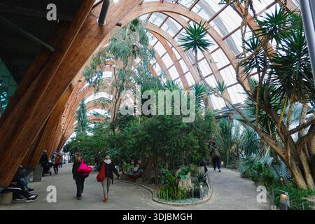 Sheffield Winter Garden in Sheffield, Großbritannien, England Stockfoto