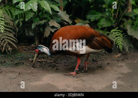 Das Madagaskar-Wappen-Ibis Lophotibis cristata. Hochwertige Fotos Stockfoto