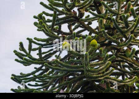 Detaillierte Aufnahme eines markanten Araucaria araucana Baumes mit Fokus auf seine immergrünen, stacheligen Blätter und neuen Wachstumskegel. Hebt einzigartige Botanik, Natur, Stockfoto