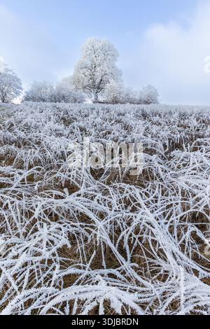 Raureif auf Feldpflanzen im Vordergrund und Bäume im Hintergrund im Winter Stockfoto