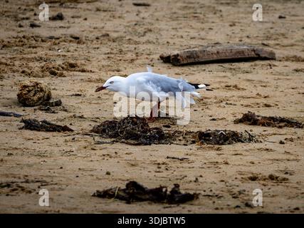Seagull steht allein an der Sandküste in der Nähe von Algen in New South Wales, Australien. Stockfoto