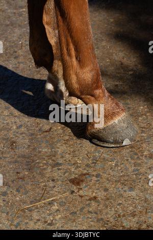 Braune Pferdebeine und Hufe mit Hufeisen aus nächster Nähe Stockfoto