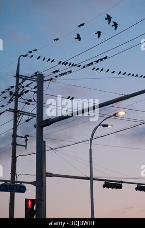 Vögel, die auf elektrischen Drähten vor einem Abendhimmel mit urbaner Straßeninfrastruktur im Hintergrund sitzen. Stockfoto
