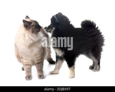 Bild einer pompösen und sibirischen Katze vor weißem Hintergrund Stockfoto