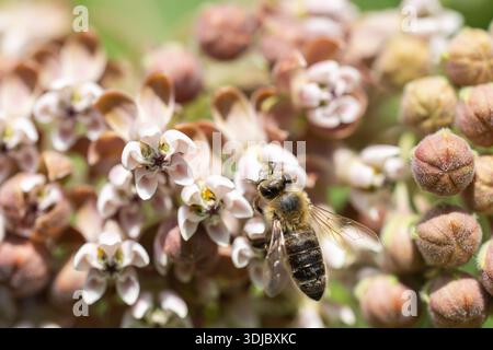Biene auf Asclepias syriaca gemein Milchweed, Schmetterlingsblume, Seidenweed, Pflanze der Familie Apocynaceae. Melliferous invasive Pflanze gemein Milchweed Ascl Stockfoto