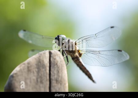 Libelle auf einem Baumzweig, trockenes Holz und Natur Hintergrund, Stockfoto