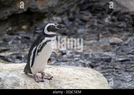 Magellanpinguine (Spheniscus magellanicus), Vogel der Familie Spheniscidae, heimisch in Südamerika. Stockfoto