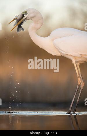 Großer Weißreiher, Ardea alba, isst einen Fisch, Ungarn Stockfoto