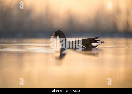 Moorhen, Gallinula chloropus, am frühen Morgen goldenes Licht, Ungarn Stockfoto