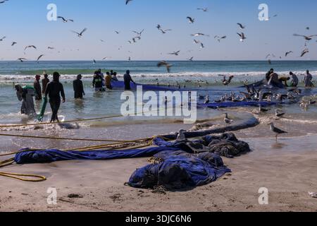 Fischer ziehen gemeinsam ein großes Fischernetz an einem Sandstrand in Oman unter klarem Himmel, umgeben von vielen Möwen. Diese Szene fängt Tradition ein Stockfoto