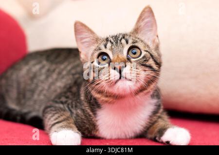 Neugieriges Tabby-Kätzchen auf rotem Sofa, breiter Blick nach oben, weiches Schnurrhaar, weiße Pfoten auf Kissen, gestreiftes Fell Stockfoto