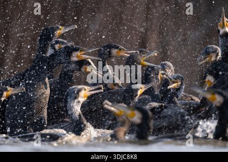 Kormorane, Phalacrocorax carbo, kämpfen um Fische, Ungarn Stockfoto
