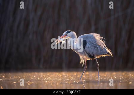 Graureiher, Ardea cinerea, mit Fisch im Schnabel, Ungarn Stockfoto