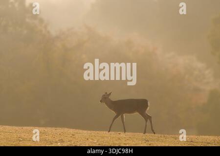 Wilde Rehe in der Natur während der Herbstsaison mit farbenfrohen tr Stockfoto