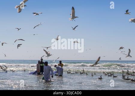 Eine lebendige Outdoor-Szene, in der omanische Fischer in flachen Gewässern des Ozeans zusammenarbeiten, umgeben von zahlreichen Möwen, die fliegen und waten. Das Moo Stockfoto