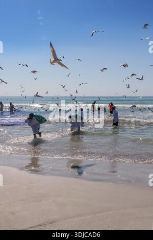 Eine actiongeladene Szene, in der omanische Fischer in traditioneller Kleidung aktiv ein Fischernetz aus den brechenden Wellen des Meeres ziehen. Zahlreiche Möwen Stockfoto