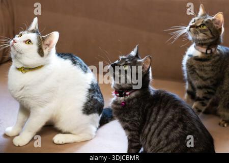 Drei Katzen sitzen zusammen auf der Couch, aufmerksames Trio mit bunten Kragen, Unterschlupf-Umgebung, verspielt Stockfoto