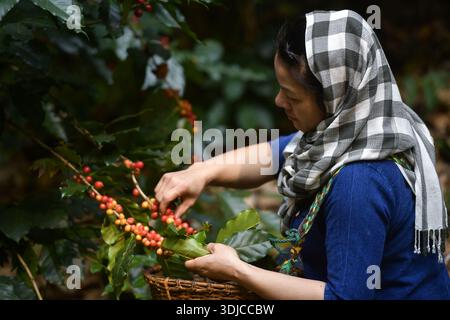 Nahaufnahme einer Frau, die Kaffeekirschen aus Kaffeebauchen auf einer Plantage in Thailand pflückt Stockfoto