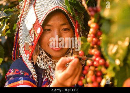 Nahaufnahme eines Porträts einer Akha-Frau in traditioneller Kleidung, die Kaffeekirschen aus einem Busch in den Bergen pflückt Stockfoto