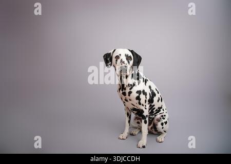 Nahporträt eines reinrassigen dalmatinischen Welpen, der vor grauem Hintergrund sitzt Stockfoto