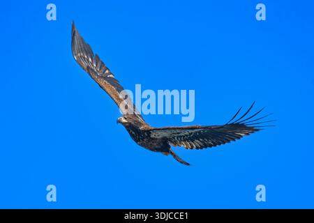 Junger Weißkopfseeadler, der in einem blauen Himmel fliegt, Vancouver Island, British Columbia, Kanada Stockfoto