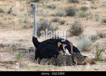 Strauß (Struthio camelus) im Regen, Kgalagadi Transfrontier Park, Nordkap, Südafrika Stockfoto
