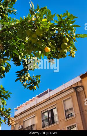 Lebendige Aufnahme eines Orangenbaums mit grünen und teilweise gereiften Früchten vor einem klaren, strahlend blauen Himmel. Das üppige grüne l Stockfoto