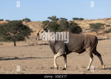 Eland (Taurotragus oryx), Kgalagadi Transfrontier Park, Nordkap, Südafrika Stockfoto
