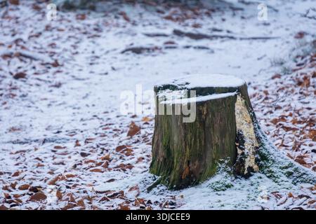 Ein einsamer Baumstumpf, der leicht mit Schnee bedeckt ist, steht auf einem Waldboden, der mit gefallenen Blättern gefüllt ist. Stockfoto