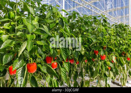 Professionelles industrielles Wachstum von Paprika in einem niederländischen Gewächshaus Stockfoto